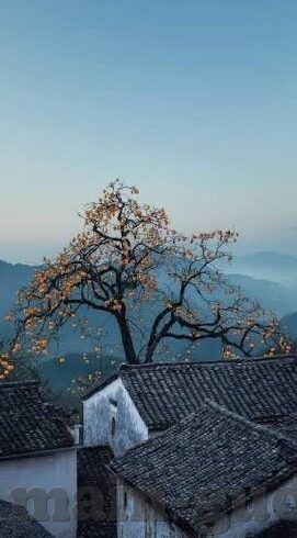 成人视频聊天-成人视频聊天，数字时代下的社交新维度